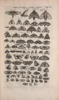 An illustration from Historiae naturalis de quadrupedibus libri : cum aeneis figuris (1657)