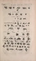 An illustration from Historiae naturalis de quadrupedibus libri : cum aeneis figuris (1657)