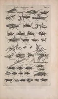 An illustration from Historiae naturalis de quadrupedibus libri : cum aeneis figuris (1657)