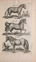 An illustration from Historiae naturalis de quadrupedibus libri : cum aeneis figuris (1657)