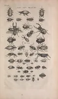 An illustration from Historiae naturalis de quadrupedibus libri : cum aeneis figuris (1657)