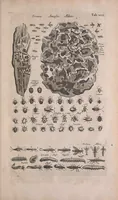 An illustration from Historiae naturalis de quadrupedibus libri : cum aeneis figuris (1657)