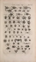 An illustration from Historiae naturalis de quadrupedibus libri : cum aeneis figuris (1657)