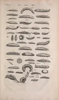 An illustration from Historiae naturalis de quadrupedibus libri : cum aeneis figuris (1657)