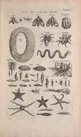 An illustration from Historiae naturalis de quadrupedibus libri : cum aeneis figuris (1657)