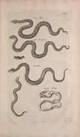 An illustration from Historiae naturalis de quadrupedibus libri : cum aeneis figuris (1657)