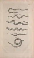 An illustration from Historiae naturalis de quadrupedibus libri : cum aeneis figuris (1657)