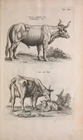 Picture 5 of 39 from Historiae naturalis de quadrupedibus libri : cum aeneis figuris (1657), leaf 59