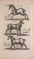 An illustration from Historiae naturalis de quadrupedibus libri : cum aeneis figuris (1657)