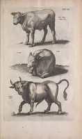 An illustration from Historiae naturalis de quadrupedibus libri : cum aeneis figuris (1657)