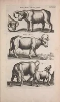 An illustration from Historiae naturalis de quadrupedibus libri : cum aeneis figuris (1657)