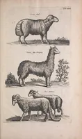 An illustration from Historiae naturalis de quadrupedibus libri : cum aeneis figuris (1657)