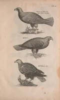 An illustration from Historiae naturalis de quadrupedibus libri : cum aeneis figuris (1657)