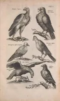 An illustration from Historiae naturalis de quadrupedibus libri : cum aeneis figuris (1657)