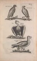 Picture 3 of 35 from Historiae naturalis de quadrupedibus libri : cum aeneis figuris (1657), leaf 197