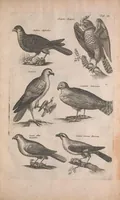 Picture 4 of 35 from Historiae naturalis de quadrupedibus libri : cum aeneis figuris (1657), leaf 203