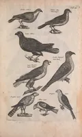Picture 6 of 35 from Historiae naturalis de quadrupedibus libri : cum aeneis figuris (1657), leaf 207