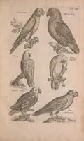 An illustration from Historiae naturalis de quadrupedibus libri : cum aeneis figuris (1657)