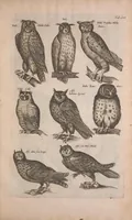 Picture 9 of 35 from Historiae naturalis de quadrupedibus libri : cum aeneis figuris (1657), leaf 221