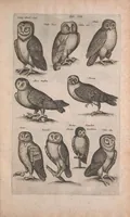 Picture 10 of 35 from Historiae naturalis de quadrupedibus libri : cum aeneis figuris (1657), leaf 223
