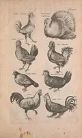 Picture 14 of 35 from Historiae naturalis de quadrupedibus libri : cum aeneis figuris (1657), leaf 243