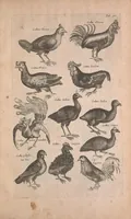 Picture 15 of 35 from Historiae naturalis de quadrupedibus libri : cum aeneis figuris (1657), leaf 245