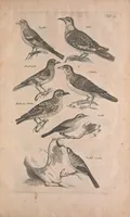An illustration from Historiae naturalis de quadrupedibus libri : cum aeneis figuris (1657)