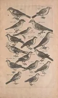 Picture 17 of 35 from Historiae naturalis de quadrupedibus libri : cum aeneis figuris (1657), leaf 253