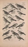 Picture 18 of 35 from Historiae naturalis de quadrupedibus libri : cum aeneis figuris (1657), leaf 257