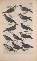 An illustration from Historiae naturalis de quadrupedibus libri : cum aeneis figuris (1657)