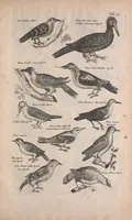Picture 20 of 35 from Historiae naturalis de quadrupedibus libri : cum aeneis figuris (1657), leaf 267