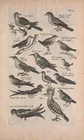 An illustration from Historiae naturalis de quadrupedibus libri : cum aeneis figuris (1657)