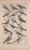 Picture 22 of 35 from Historiae naturalis de quadrupedibus libri : cum aeneis figuris (1657), leaf 271