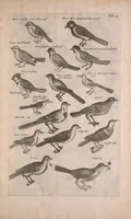 An illustration from Historiae naturalis de quadrupedibus libri : cum aeneis figuris (1657)