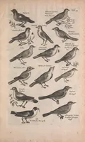 An illustration from Historiae naturalis de quadrupedibus libri : cum aeneis figuris (1657)