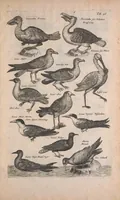 Picture 25 of 35 from Historiae naturalis de quadrupedibus libri : cum aeneis figuris (1657), leaf 277