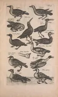 An illustration from Historiae naturalis de quadrupedibus libri : cum aeneis figuris (1657)