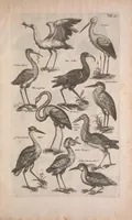 An illustration from Historiae naturalis de quadrupedibus libri : cum aeneis figuris (1657)