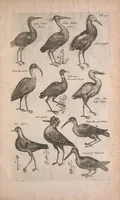 An illustration from Historiae naturalis de quadrupedibus libri : cum aeneis figuris (1657)