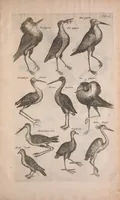 An illustration from Historiae naturalis de quadrupedibus libri : cum aeneis figuris (1657)