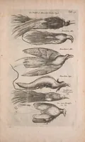Picture 30 of 35 from Historiae naturalis de quadrupedibus libri : cum aeneis figuris (1657), leaf 295