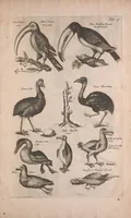 An illustration from Historiae naturalis de quadrupedibus libri : cum aeneis figuris (1657)