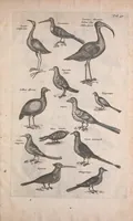 An illustration from Historiae naturalis de quadrupedibus libri : cum aeneis figuris (1657)