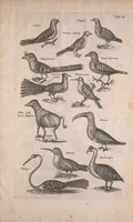 An illustration from Historiae naturalis de quadrupedibus libri : cum aeneis figuris (1657)