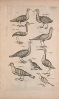 An illustration from Historiae naturalis de quadrupedibus libri : cum aeneis figuris (1657)