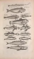 An illustration from Historiae naturalis de quadrupedibus libri : cum aeneis figuris (1657)