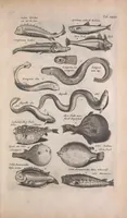 An illustration from Historiae naturalis de quadrupedibus libri : cum aeneis figuris (1657)