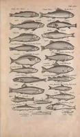 An illustration from Historiae naturalis de quadrupedibus libri : cum aeneis figuris (1657)
