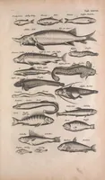 An illustration from Historiae naturalis de quadrupedibus libri : cum aeneis figuris (1657)