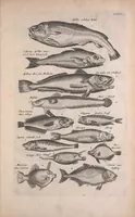 An illustration from Historiae naturalis de quadrupedibus libri : cum aeneis figuris (1657)